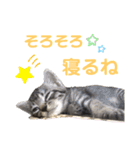 コタロースタンプpart2（個別スタンプ：1）