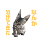 コタロースタンプpart2（個別スタンプ：2）