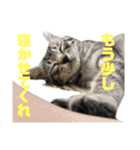 コタロースタンプpart2（個別スタンプ：3）