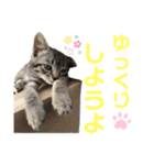 コタロースタンプpart2（個別スタンプ：12）