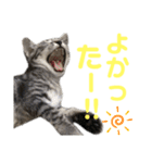 コタロースタンプpart2（個別スタンプ：13）