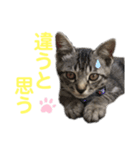 コタロースタンプpart2（個別スタンプ：14）