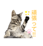 コタロースタンプpart2（個別スタンプ：16）