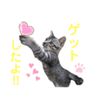 コタロースタンプpart2（個別スタンプ：17）