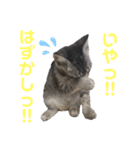 コタロースタンプpart2（個別スタンプ：18）