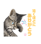 コタロースタンプpart2（個別スタンプ：19）