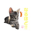 コタロースタンプpart2（個別スタンプ：21）