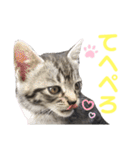 コタロースタンプpart2（個別スタンプ：23）