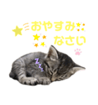 コタロースタンプpart2（個別スタンプ：25）