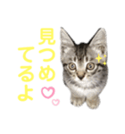 コタロースタンプpart2（個別スタンプ：27）