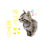 コタロースタンプpart2（個別スタンプ：28）
