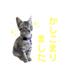 コタロースタンプpart2（個別スタンプ：32）