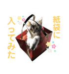 コタロースタンプpart2（個別スタンプ：35）