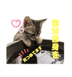 コタロースタンプpart2（個別スタンプ：36）