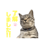 コタロースタンプpart2（個別スタンプ：37）