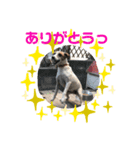 ジャックラッセルテリアのミントちゃん（個別スタンプ：3）