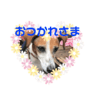 ジャックラッセルテリアのミントちゃん（個別スタンプ：5）