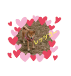 柴犬の子犬「華」（個別スタンプ：1）