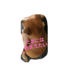 柴犬の子犬「華」（個別スタンプ：2）