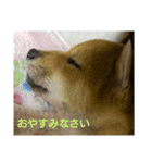 柴犬の子犬「華」（個別スタンプ：3）