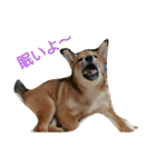 柴犬の子犬「華」（個別スタンプ：4）