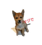柴犬の子犬「華」（個別スタンプ：6）