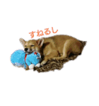 柴犬の子犬「華」（個別スタンプ：7）