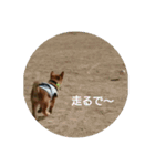 柴犬の子犬「華」（個別スタンプ：8）