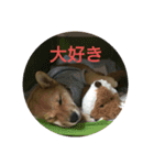 柴犬の子犬「華」（個別スタンプ：12）