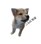 柴犬の子犬「華」（個別スタンプ：13）
