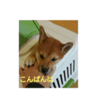 柴犬の子犬「華」（個別スタンプ：14）