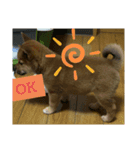 柴犬の子犬「華」（個別スタンプ：16）
