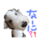 ビアデッドコリー（ビアディー）さぶろー（個別スタンプ：1）