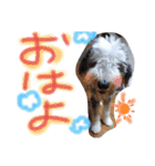 ビアデッドコリー（ビアディー）さぶろー（個別スタンプ：6）