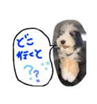 ビアデッドコリー（ビアディー）さぶろー（個別スタンプ：14）