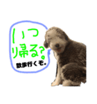 ビアデッドコリー（ビアディー）さぶろー（個別スタンプ：16）