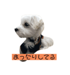 マルチーズの子犬「シロン」（個別スタンプ：1）