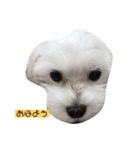 マルチーズの子犬「シロン」（個別スタンプ：2）