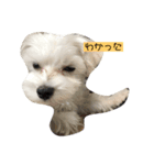 マルチーズの子犬「シロン」（個別スタンプ：3）
