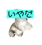 マルチーズの子犬「シロン」（個別スタンプ：5）