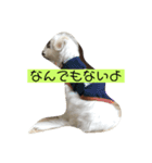 マルチーズの子犬「シロン」（個別スタンプ：7）