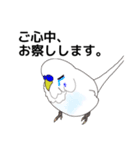 ちょっと丁寧なセキセイインコ3（個別スタンプ：3）
