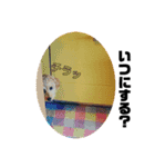 トイプーのぷーちゃん（個別スタンプ：15）