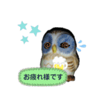 フクロウいっぱい5**（個別スタンプ：3）