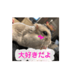 ぽんちゃんハムちゃんず（個別スタンプ：1）
