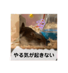ぽんちゃんハムちゃんず（個別スタンプ：2）