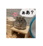 ぽんちゃんハムちゃんず（個別スタンプ：3）