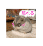 ぽんちゃんハムちゃんず（個別スタンプ：5）