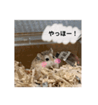 ぽんちゃんハムちゃんず（個別スタンプ：6）