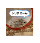 ぽんちゃんハムちゃんず（個別スタンプ：8）